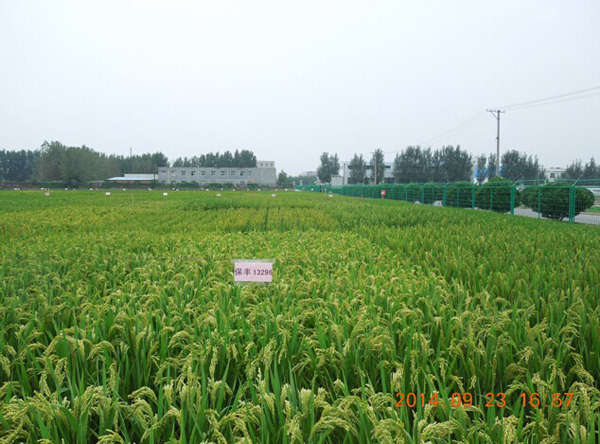 河南省水稻产业技术体系综合示范基地1