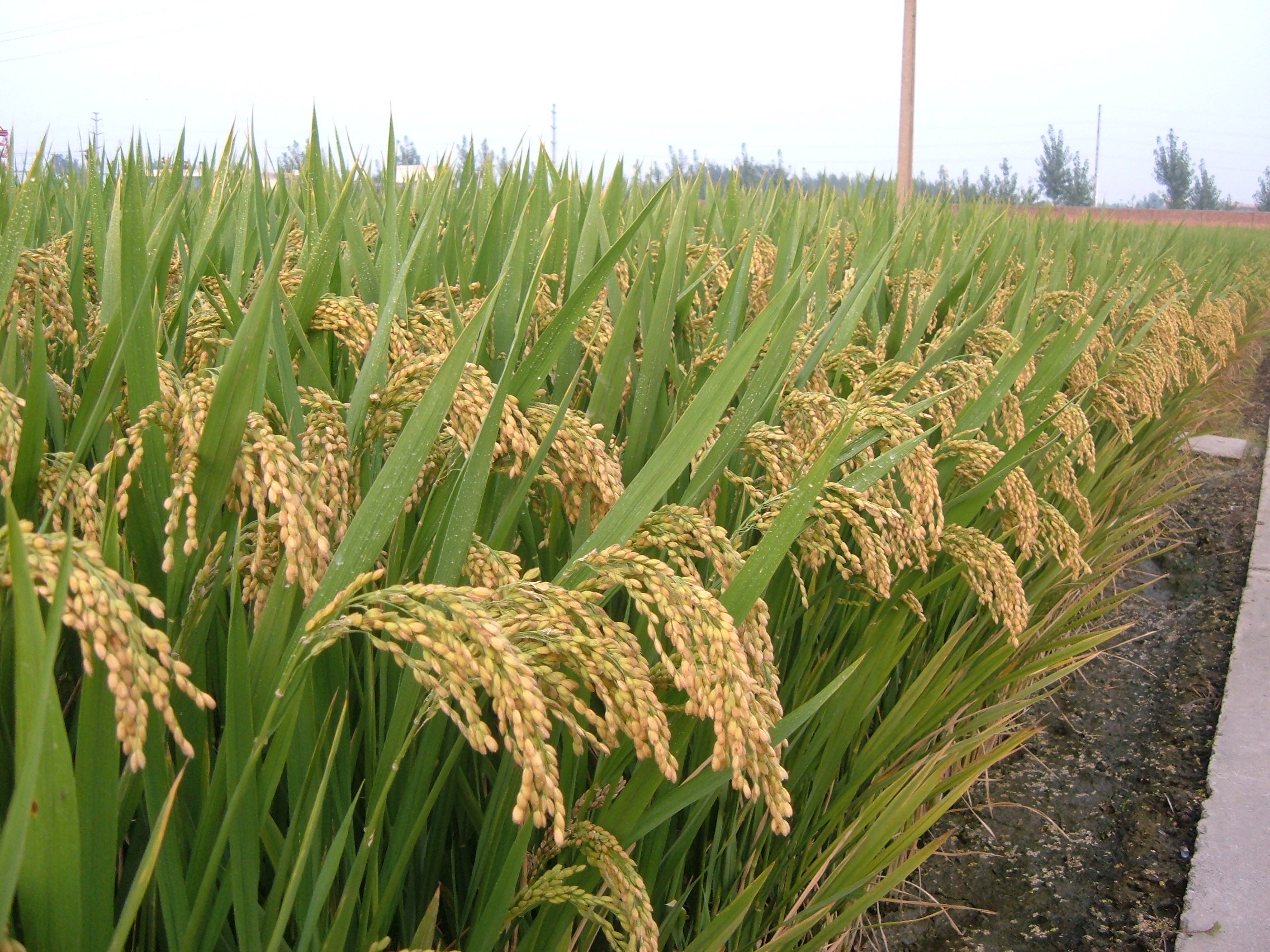 抗病高产优质国审粳稻品种玉稻518