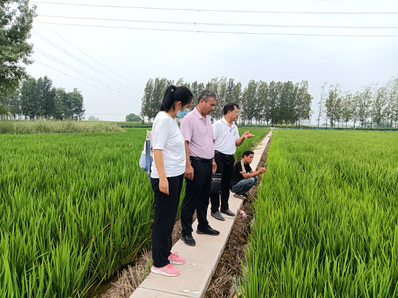 河南省水稻产业科技特派员服务团赴原阳县开展优质水稻种植技术指导服务